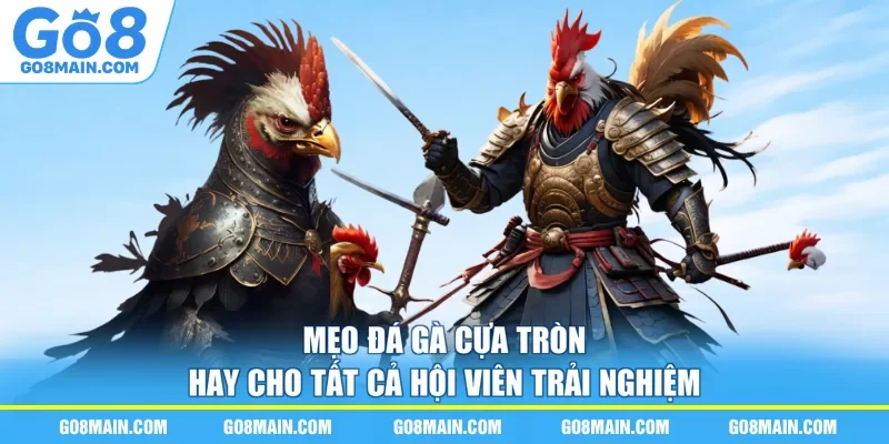 Mẹo Đá Gà Cựa Tròn Hay Cho Tất Cả Hội Viên Trải Nghiệm